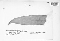 Puccinia pulverulenta image